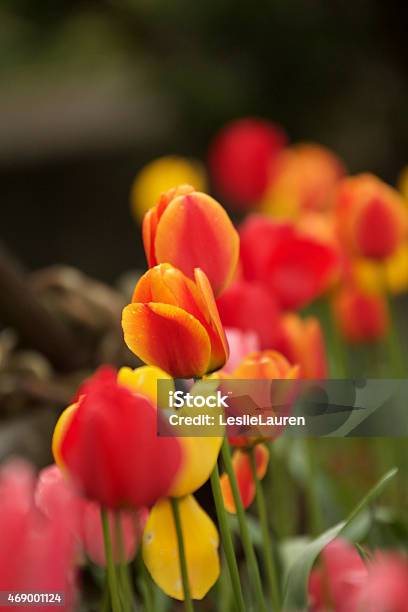 Tulips Stock Photo - Download Image Now - 2015, Beauty, Beauty In Nature