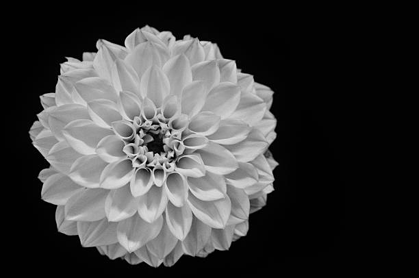 istock Black And White Dahlia 469001256
