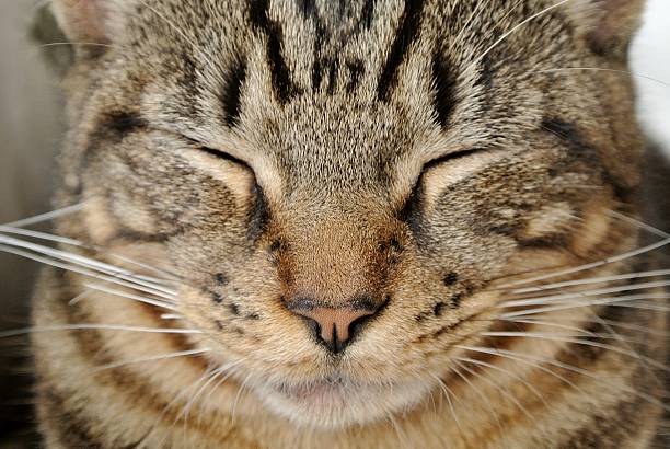 istock Close-up of a Tabby Cat Face 469001484