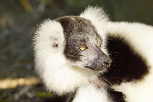 Name: Black-and-white ruffed lemur 