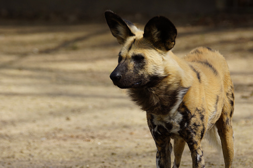 Name: African Wild Dog, Painted dog