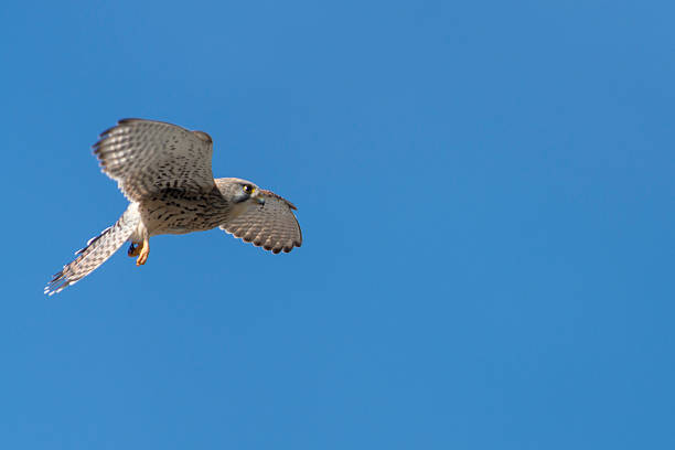 istock Common kestrel [Falco tinnunculus] 469001754