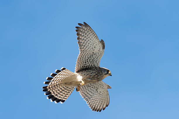 istock Common kestrel [Falco tinnunculus] 469001756