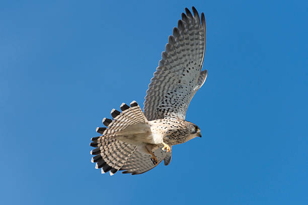 istock Common kestrel [Falco tinnunculus] 469001758