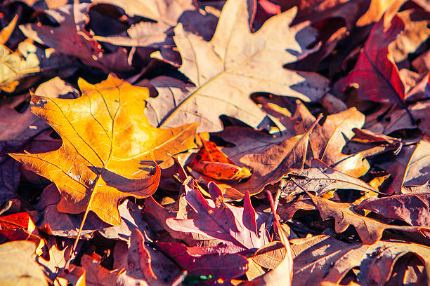 istock Bright Autumn Day and Leaves 469001814