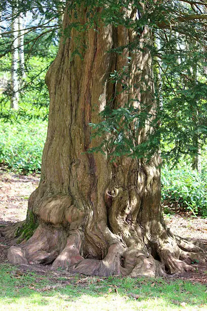 Photo showing the fissured trunk of an ancient European or common yew, which has the Latin name of: taxus baccata.  This old, evergreen conifer has an especially beautiful tapered trunk, with a spreading buttress boasting a flared base where woody surface roots firmly anchor the tree to the ground.