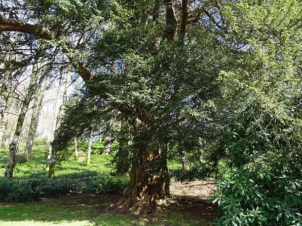 Photo showing an attractive old yew tree, which is pictured growing at the edge of a wooded area in a public parkland.  European / common yew trees (Latin name: taxus baccata) are an especially slow-growing evergreen conifer species, with the oldest trees being known to exceed ancient ages of more than 1,000 years.