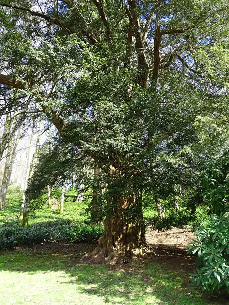 Photo showing a mature European yew tree, with a red trunk, a solid buttress and a spreading evergreen canopy.  This coniferous species can live for many hundreds of years, with the oldest trees being known to exceed 1,000 years of age.  Yew trees have long been planted in churchyards, where they were grown as a religious symbol of the 'resurrection'.