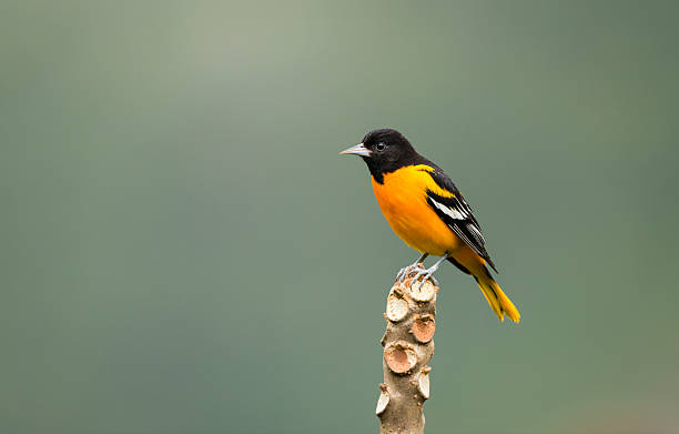 baltimore oriole, observación de aves salvajes, costa rica - oriole fotografías e imágenes de stock