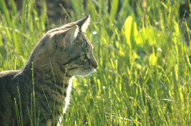 istock Cat on green grass hunting for the mouse 469004763
