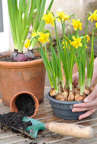 istock pot of narcissus 469005215