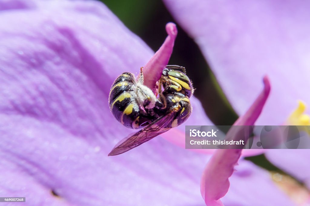Insect holding in flower with close up detailed view. Insect holding in flower with close up detailed view by macro lens. 2015 Stock Photo
