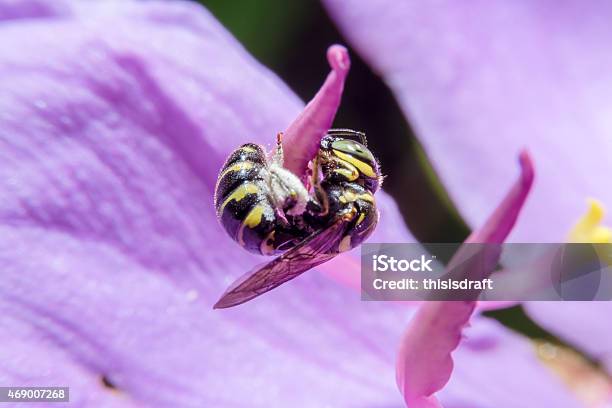 Insect Holding In Flower With Close Up Detailed View Stock Photo - Download Image Now