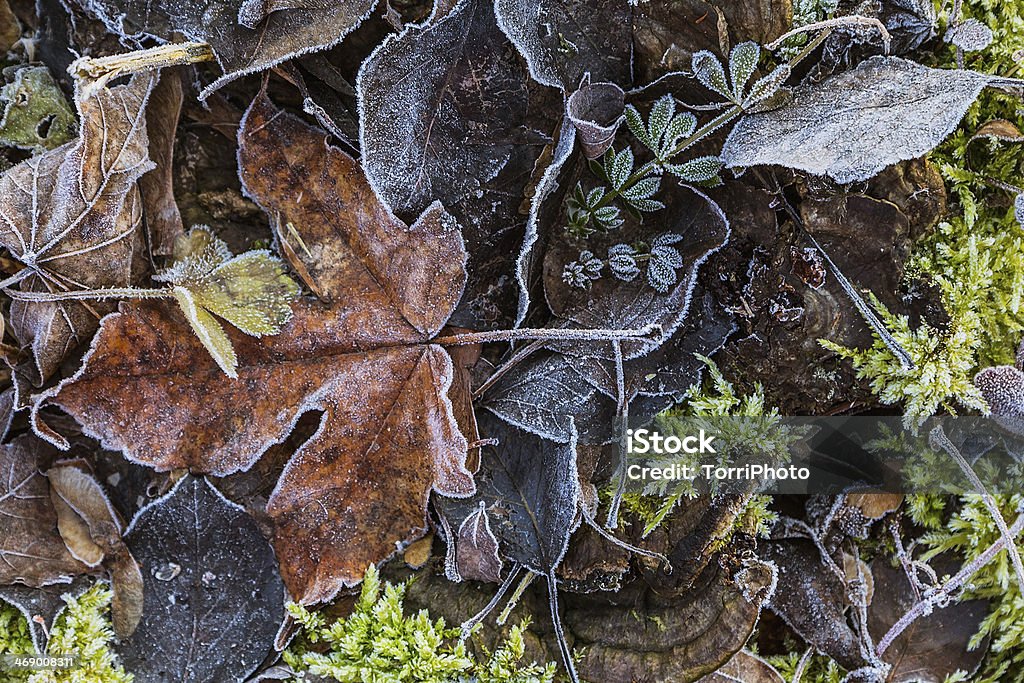 Jesienią mokre liście z hoarfrost - Zbiór zdjęć royalty-free (Biały)