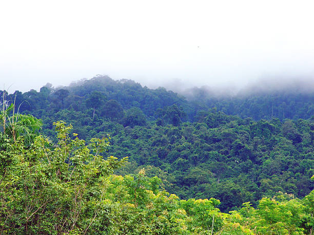 istock morning fog in dense tropical rainforest 469011687