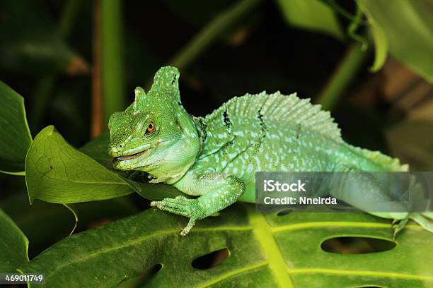 Basiliscus Plumifrons Stock Photo - Download Image Now - Agama, Animal, Animal Wildlife