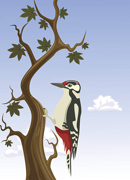 Vector woodpecker clinging to a tree trunk Vector woodpecker clinging to a tree trunk dendrocopos major stock illustrations