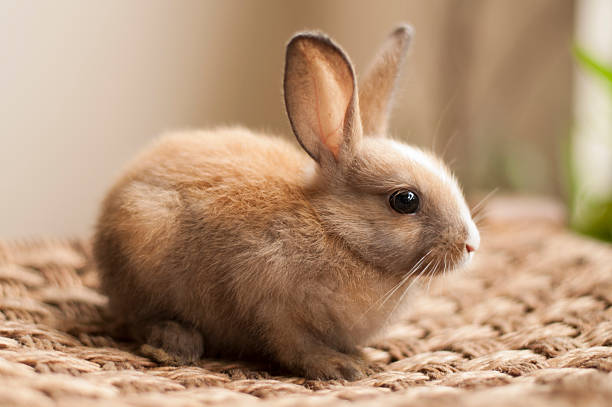 istock Little cute baby bunny 01 469014788