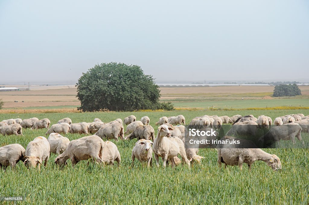 flock of sheep on the lawns flock of sheep on the lawns of israel Israel Stock Photo