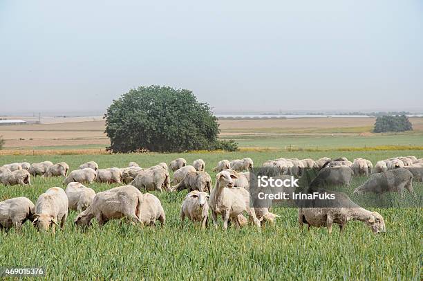 Flock Of Sheep On The Lawns Stock Photo - Download Image Now - Israel, Sheep, Springtime
