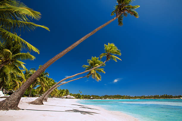 istock Few palm trees over tropical lagoon with white beach 469015587