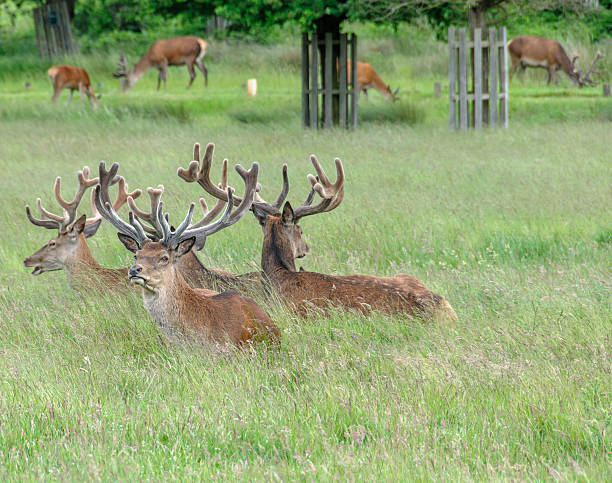 istock group of deer's standing and sitting in a park 469018489