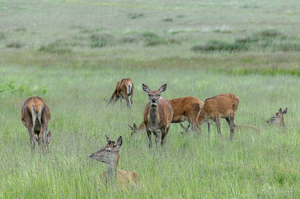 istock group of deer's in grass 469018977