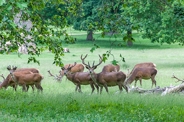 istock group of deer's in trees 469019065