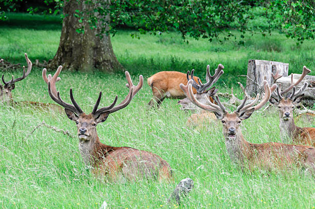 istock group of deer's sitting in trees 469019311