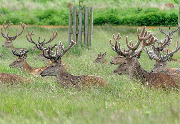 istock group of deer's sitting in a park 469019733