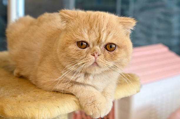 Orange Exotic Shorthair on a Cat Tree Orange Exotic Shorthair on Cat Tree in Cafe exoticism stock pictures, royalty-free photos & images