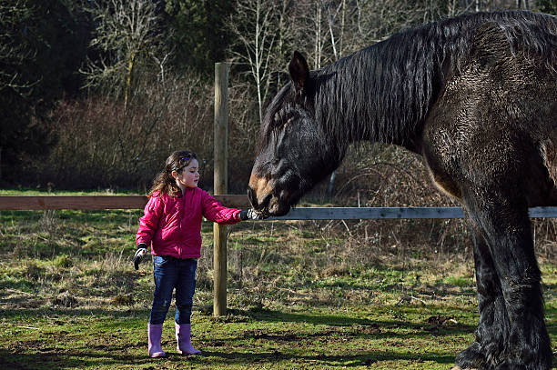 девочка, кормить лошадь - horse child animal feeding стоковые фото и изображения