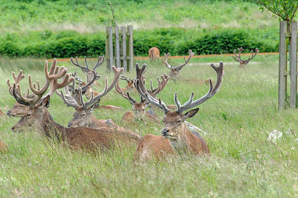 istock group of deer's sitting in a park 469020939