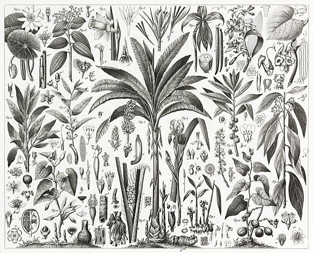 тропические растения гравировка - ginger tropical flower flower plant stock illustrations