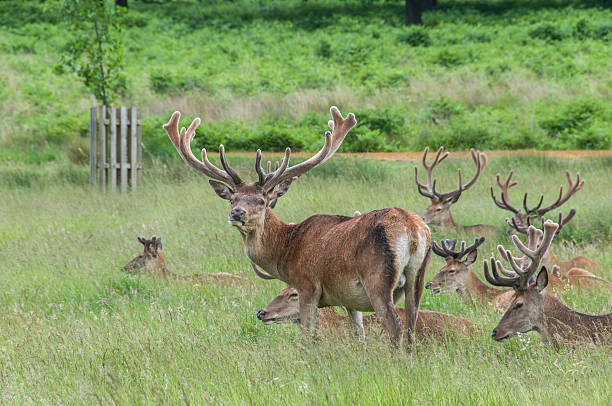 istock group of deer's standing and sitting in a park 469021041