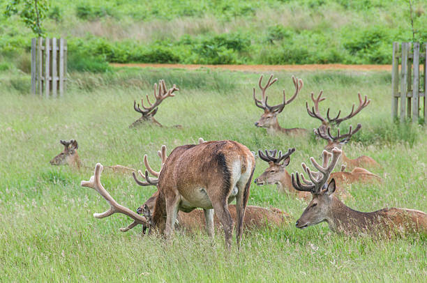 istock group of deer's standing and sitting in a park 469021095