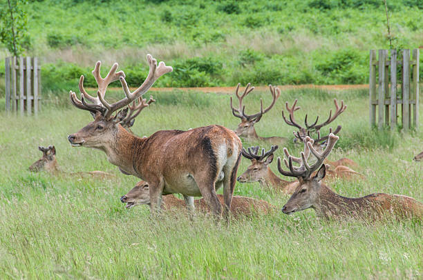 istock group of deer's standing and sitting in a park 469021197