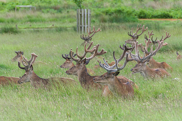 istock group of deer's standing sitting in a park 469021711