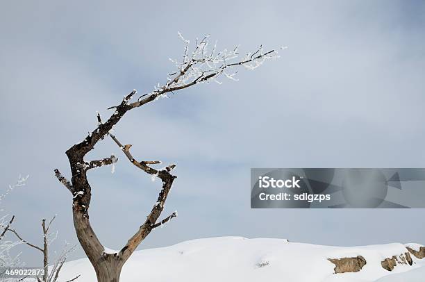 Taishan Nella Neve - Fotografie stock e altre immagini di Albero - Albero, Ambientazione esterna, Ambientazione tranquilla