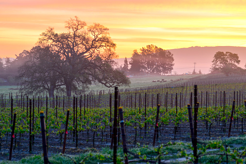 An orange sky highlights the spring growth of a Napa Valley vineyard.