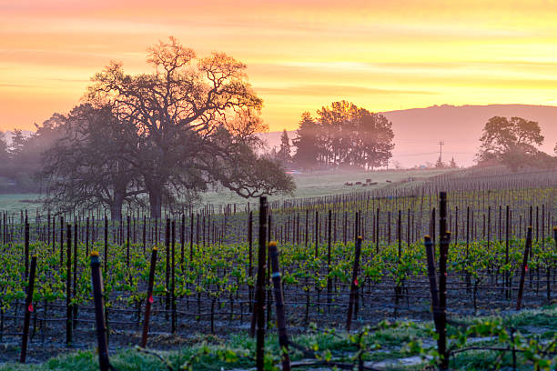Vineyard Sunrise An orange sky highlights the spring growth of a Napa Valley vineyard. sonoma county stock pictures, royalty-free photos & images