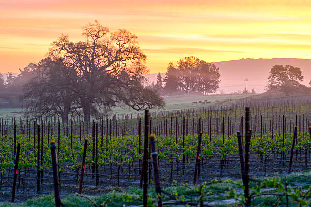 виноградник sunrise - sonoma county california coastline northern california стоковые фото и изображения