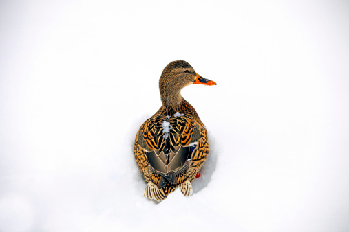 A picture taken from the above of a female mallard lying in the snow.
