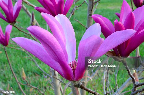 Pink Tulip Tree Magnolia Campbellii Stock Photo - Download Image Now - 2015, Beauty, Beauty In Nature