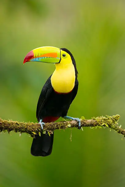 Keel-Billed Toucan in the wild. Beautiful multicoloured bird in Costa Rica. Ramphastos sulfuratus.
