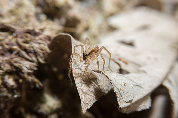 istock Spider on dry leaf with close up detailed view. 469026202