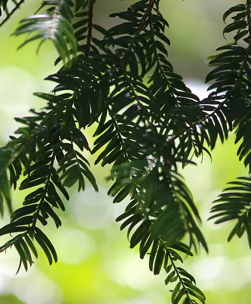 Photo showing the tiny green needles of a yew tree, which are backlit and pictured against a blurred green garden background, appearing as an isolated silhouette.  European yew trees (taxus baccata) are known to live for many hundreds of years, with the oldest specimens estimated to be more than 1,500 years old.