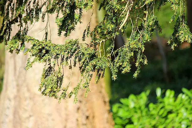 Photo showing needles on the branch of a European yew tree (Latin name: taxus baccata).  Yew trees are known to live for many years, often being planted alongside churches, in the grounds of stately homes and in parklands.  However, it is important to note that every single part of this tree is extremely poisonous.
