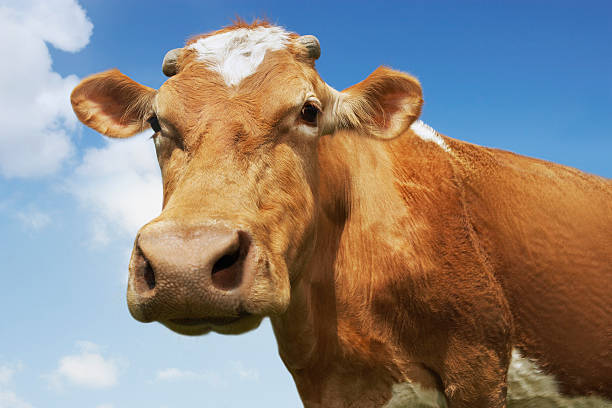 istock Closeup Of Brown Cow Against Sky 469026531
