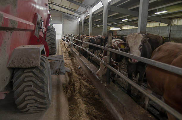 istock Cow feeding in a cowshed with feeding machine 469026658